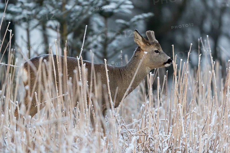 Roe deer standing in hoar frosted dead stinging nettle at minus 15 °C at sunrise. Licking off the hoar frost. Trees and dead stinging nettle in background
