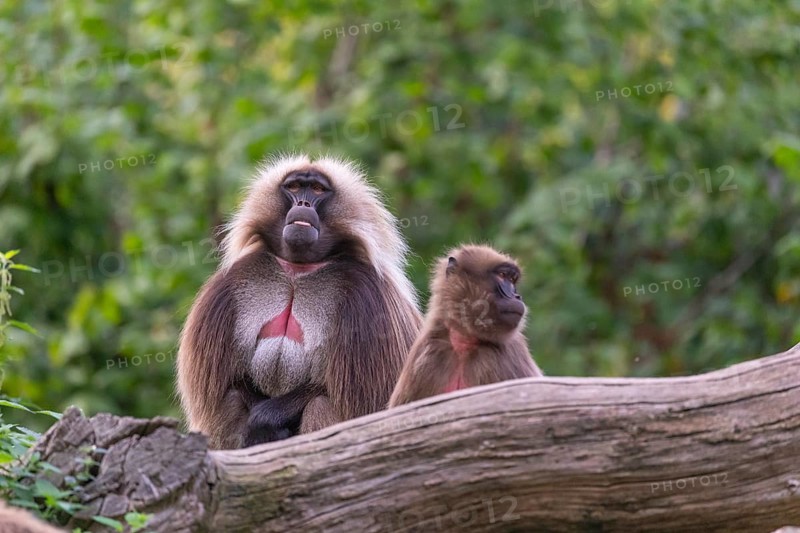 One adult male and one adult female Gelada (Theropithecus gelada), or bleeding-heart monkey, resting on a log. A green forest in the distant background