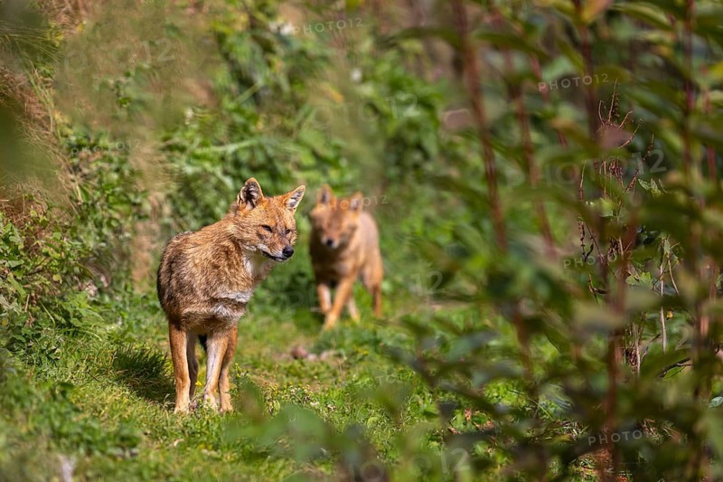 Two golden jackal (Canis aureus) walking through dense green vegetation