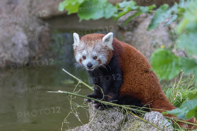 One red panda, Ailurus fulgens, sitting riverside on a rock, framed by green leafs. Some bamboo around and a small cascade and rocks in the background