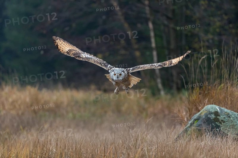 One Siberian Eagle Owl (Bubo bubo sibiricus) flying over tall reed grass lakeshore on an autumnal misty cold morning