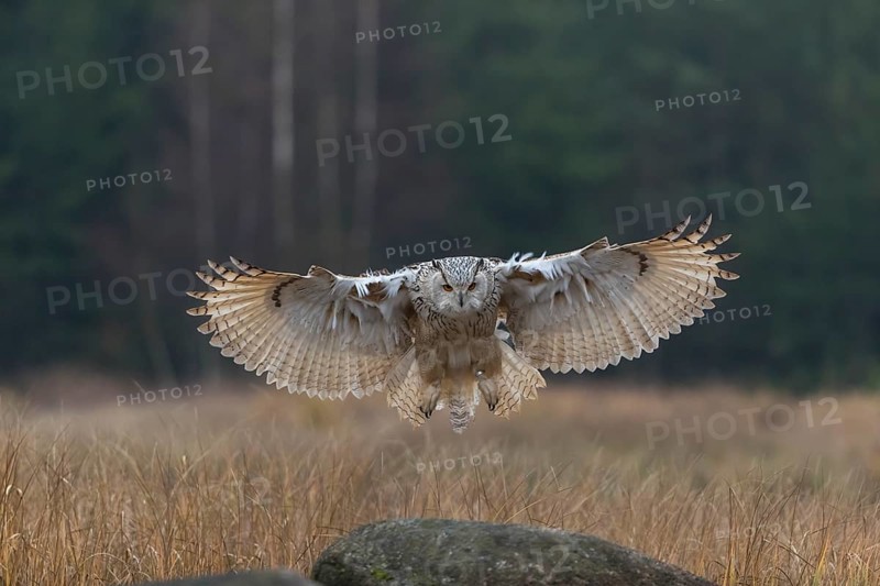 One Siberian Eagle Owl (Bubo bubo sibiricus) landing on a rock between tall reed grass lakeshore on an autumnal misty cold morning