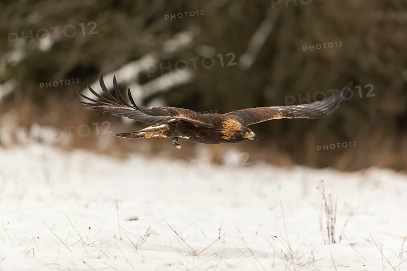 One golden eagle (Aquila chrysaetos) flying over a snowy meadow. A forest in the background. Carries a GPS Transmitter on it's back