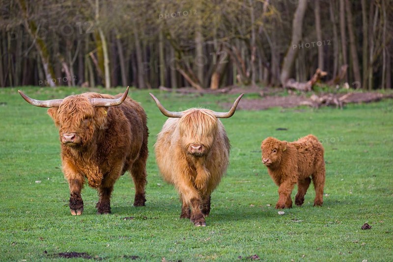 A family of Highlands (Bos (primigenius), a bull, a cow and a calf stand on a pasture at a forest edge