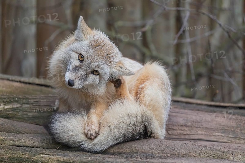 One corsac fox (Vulpes corsac) grooming himself, lying on a log