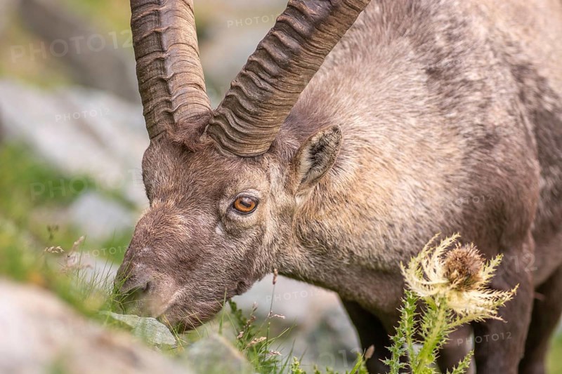 Ibex (Capra ibex) in the rocky mountains of the Italian Alps in the Gran Paradiso National Park. Valsavaranche, Aosta, Italy, Europe