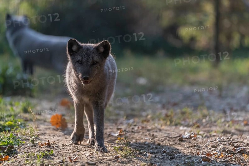 One young arctic fox (Vulpes lagopus), (white fox, polar fox, or snow fox) running towards the camera in backlit condition on a sunny day. Some other foxes in the background