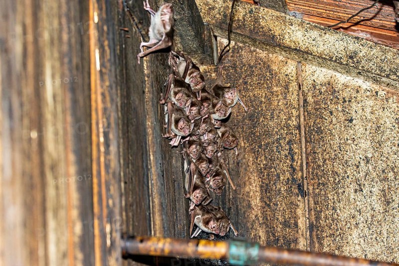 Common vampire bat (Desmodus rotundus) Pantanal Brazil
