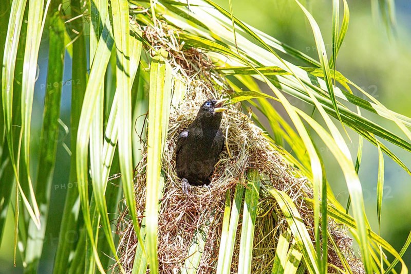 Yellow-rumped cacique (Cacicus cela) Pantanal Brazil