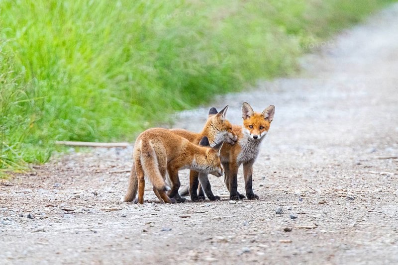 Fox (Vulpes vulpes) puppies Germany