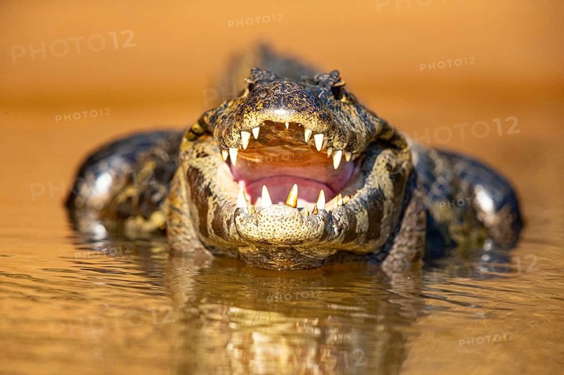 Spectacled caiman (Caiman crocodilius) Panatanal Brazil