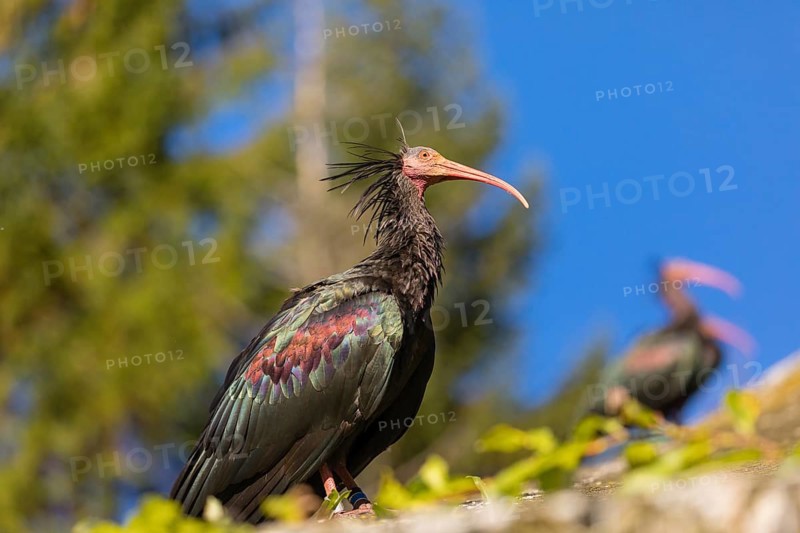 A Northern Bald Ibis, Hermit Ibis, Geronticus eremita sits on a fence, blue sky in the background