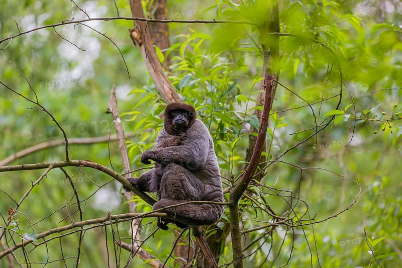 A common woolly monkey, brown woolly monkey, or Humboldt's woolly monkey (Lagothrix lagothricha) climbs in a tree