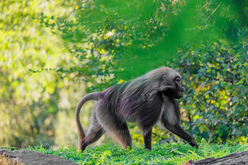 An adult male gelada (Theropithecus gelada), or bloodheart monkey, runs across a green meadow. A green forest can be seen in the background