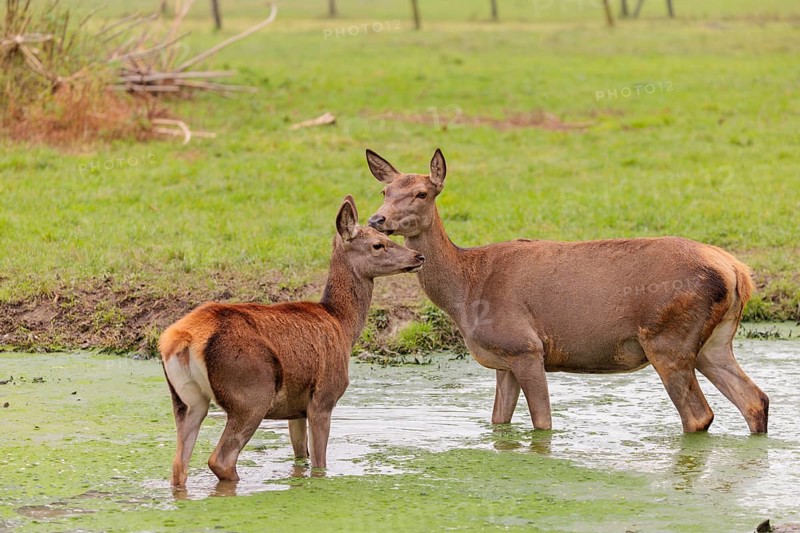 A red deer hind (Cervus elaphus) and her calf stand in a puddle in a meadow