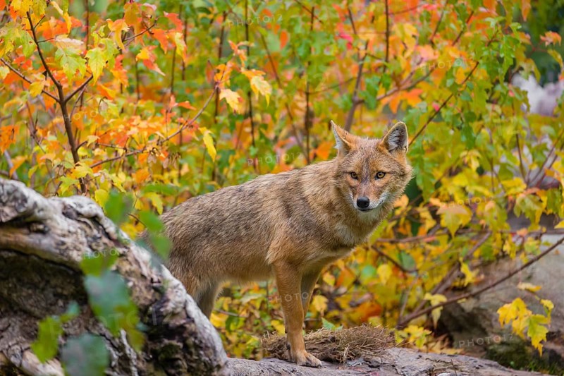 One golden jackal (Canis aureus) stands on a fallen tree trunk. Behind him is a tree in intense autumn colours
