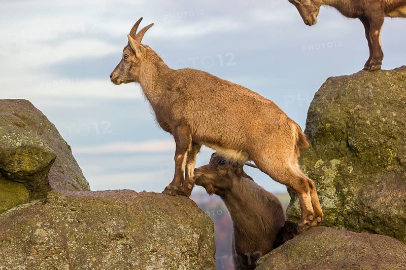 Two ibex (Capra ibex), a male and a female, stand on a rock. The male shows some flehming and sniffs on the female