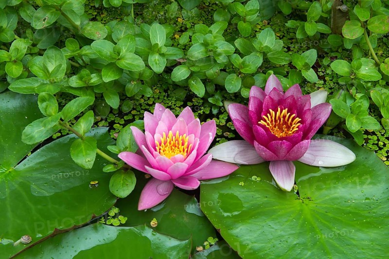 Red and pink water lilies (Nymphaea) on green leaves in a pond, duckweed, pink, Baden-Württemberg, Germany, Europe