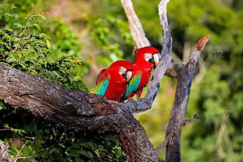 Red-and-green macaw (Ara chloropterus) Buraco das Araras Brazil