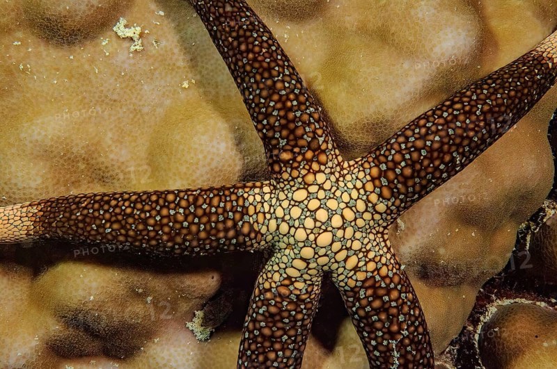 Underwater photo close-up of New Caledonia Starfish (Nardoa novaecaledoniae) Yellow Net Star, Indian Ocean, Pacific Ocean