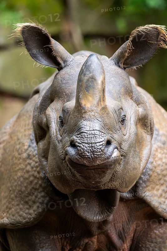 Square-lipped rhinoceros (Ceratotherium simum), portrait, captive, Bavaria, Germany, Europe