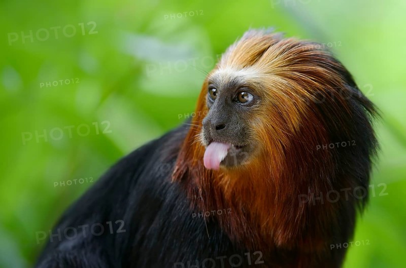 Golden-headed lion tamarin (Leontopithecus chrysomelas), captive, occurrence in Brazil, Malaysia, Asia