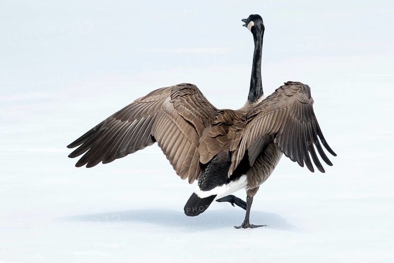 Canada goose standing on a frozen lake. Branta canadensis. Goose with agressive display