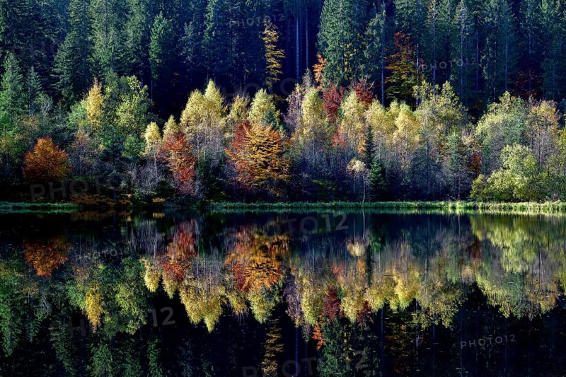 Trees reflected in the Sankenbachsee, Karsee, autumn, near Baiersbronn, Freudenstadt district, Black Forest, Baden-Württemberg, Germany, Europe