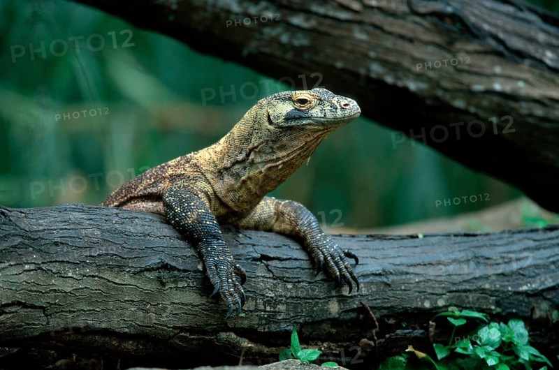 Komodo dragon (Varanus komodensis)