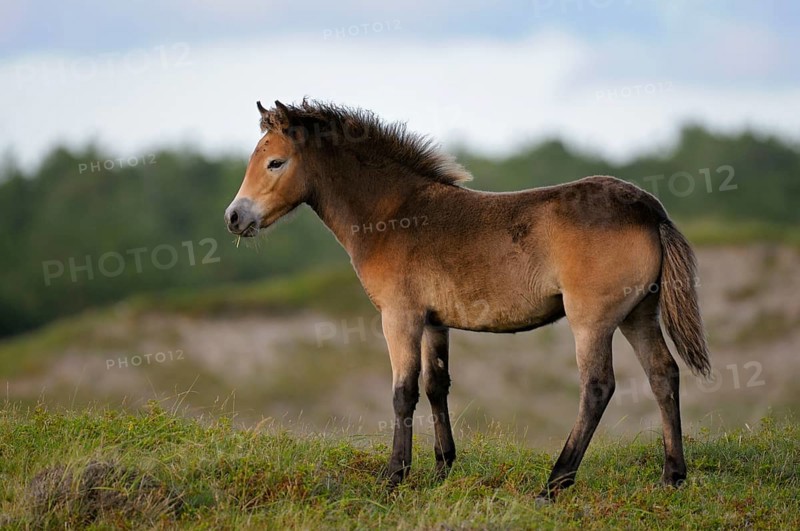 Exmoor pony, foal, De Bollekamer nature reserve, Texel island, North Holland, Netherlands