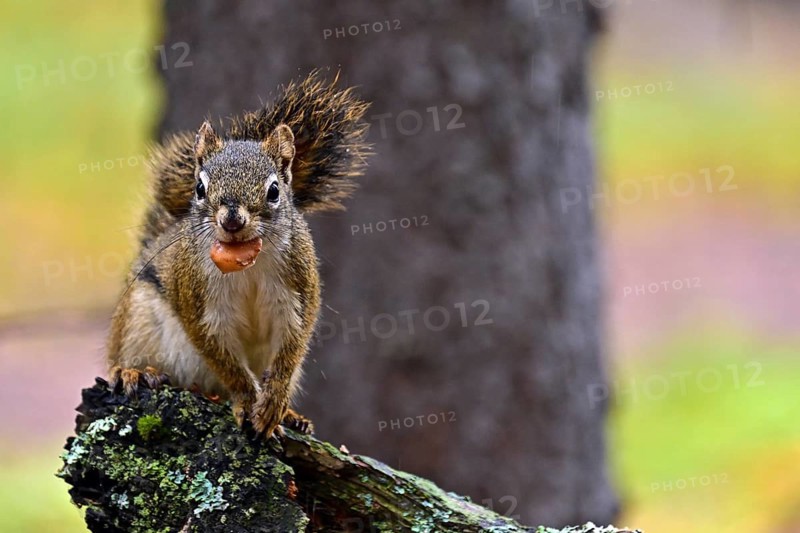 Squirrel (Sciurus) sitting on a branch and eating a pine cone, Denali National Park, Alaska