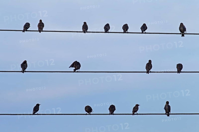 A flock of European common starling (Sturnus vulgaris) preening their feathers on a high-voltage cable during migration