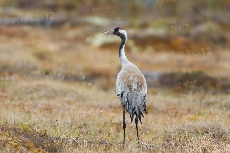 Common crane (Grus grus), Värmland, Sweden, Europe