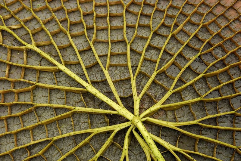 Victoria water lily, underside of leaf (Victoria amazonica) , Amazon water lily, giant water lily