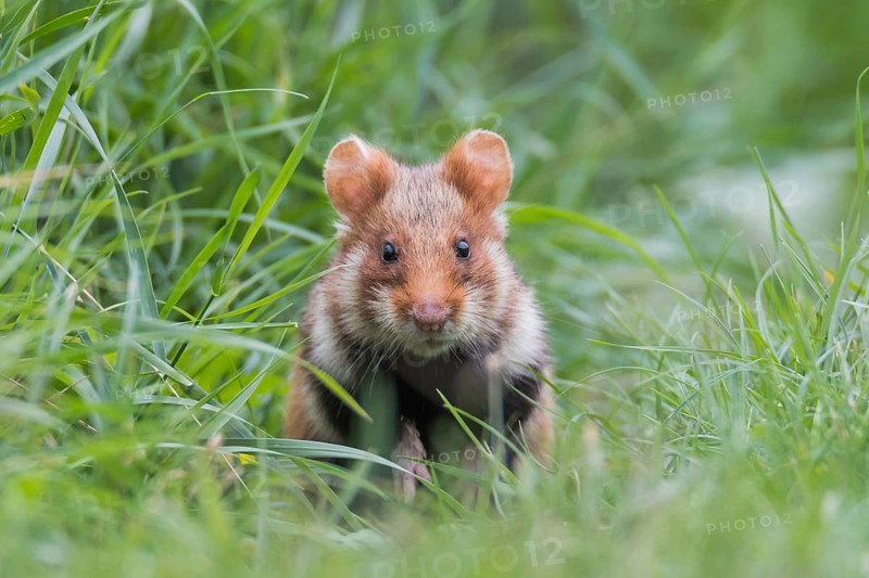 European hamster (Cricetus cricetus), sits in meadow, Neusiedeler See National Park, Burgenland, Austria, Europe