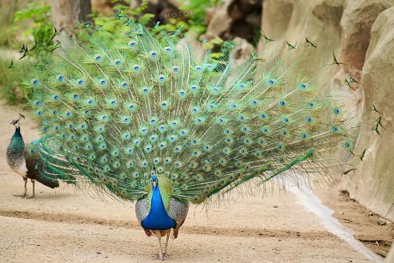 Indian peafowl (Pavo cristatus) spread one's tail (feathers) on the ground, Spain, Europe