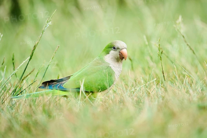 Monk parakeet (Myiopsitta monachus) wildlife on a meadow, Catalonia, Spain, Europe
