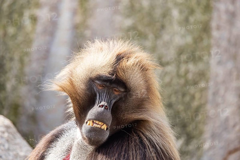 Djelada, blood-breasted baboon (Theropithecus gelada) at Wilhelma. Stuttgart Zoological and Botanical Garden, Baden-Württemberg, Germany, Europe