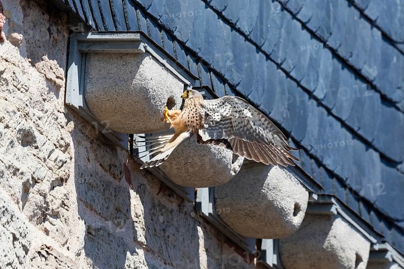 Common Kestrel (Falco tinnunculus), adult male clinging to a swift's artificial nesting box, trying to prey upon the chicks inside, by pulling one out of the entrance hole with its beak, Hesse, Germany, Europe