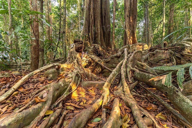 Ancient jungle giant Makayuk, The Old Tree in the jungle of the island of Ko Kut or Koh Kood in the Gulf of Thailand
