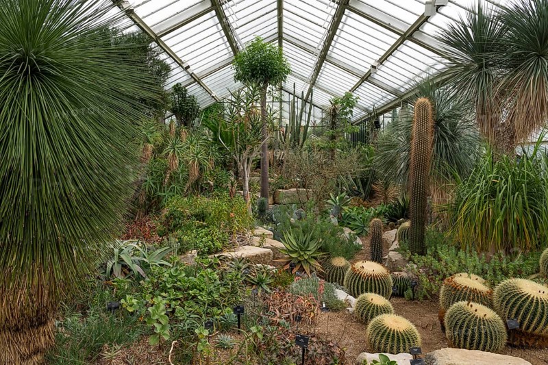 A variety of cacti and succulents in a spacious greenhouse, Princess of Wales Conservatory, Royal Botanic Gardens (Kew Gardens), UNESCO World Heritage Site, Kew, Greater London, England, United Kingdom, Europe