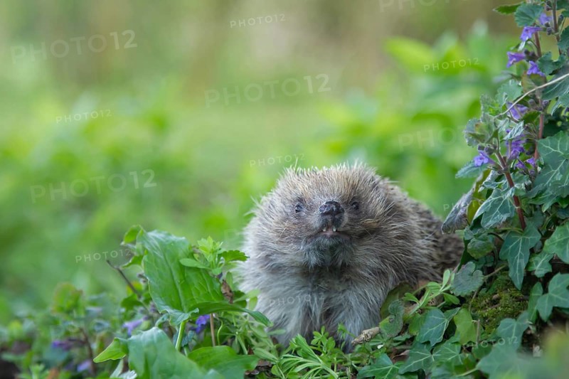 European hedgehog (Erinaceus europaeus) adult animal in a springtime woodland, England, United Kingdom, Europe
