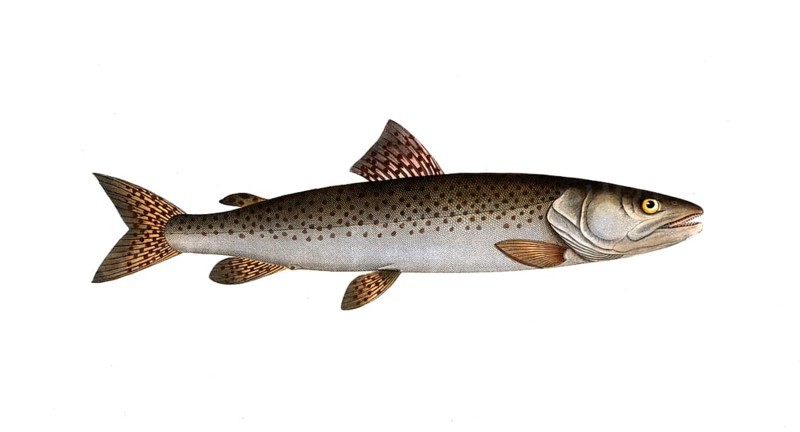 Fish, Fish, Salmon family, Salmo huctio, the Heuch, the River family of salmon fish, Salmon, Historical, digitally restored reproduction from a 19th century original, Record date not stated