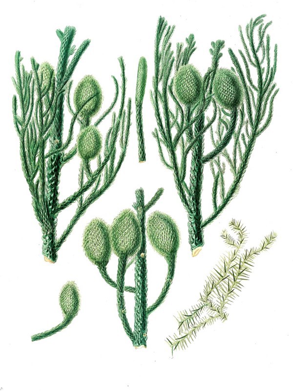 New Guinea Araucaria, Araucaria cunninghamii, tree, digitally improved reproduction of an original by Aylmer Bourke Lambert (1761 - 1842), English botanist, published around 1810