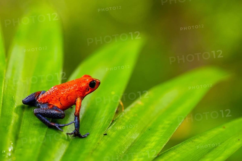 Strawberry frogs (Oophaga pumilio), frogs (Rana), Alajuela, Costa Rica, Central America