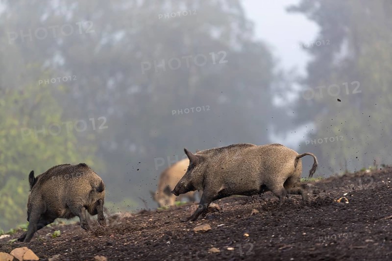 Two wild boar or wild pig (Sus scrofa), running on a hill of debris, with fog and a forest in the background