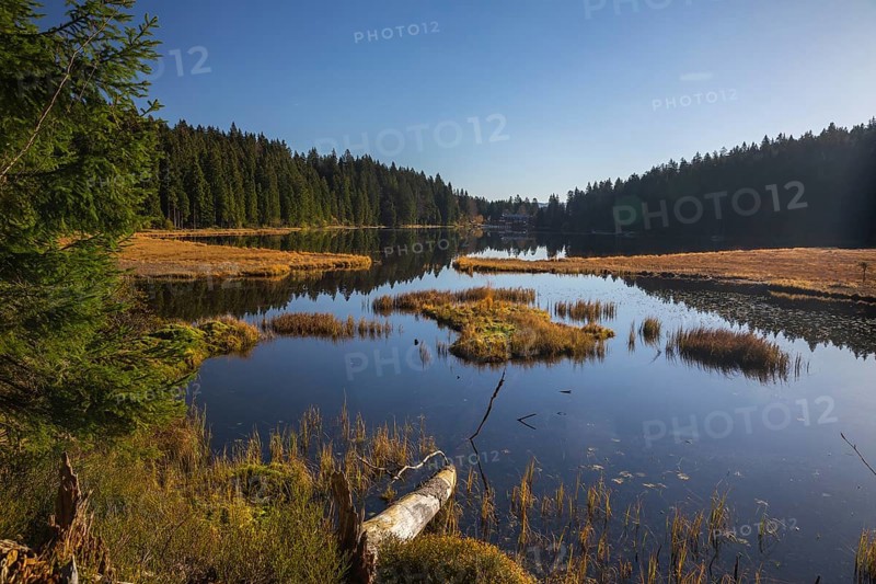 Lake Großer Arbersee in autumn. A floating mat is covering some parts of the lake