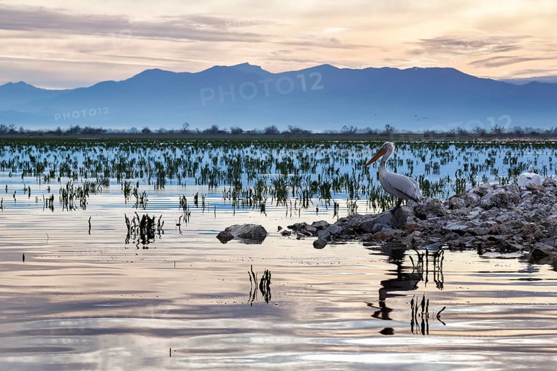 Dalmatian Pelican (Pelecanus crispus) on an island in Lake Kerkini, Lake Kerkini, dawn, Central Macedonia, Greece, Europe