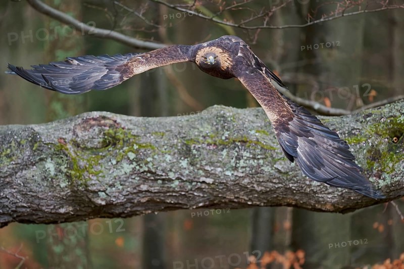 Golden eagle in flight (Aquila chrysaetos) Bavaria, Germany, Europe