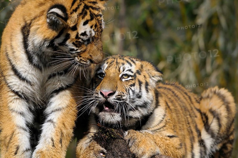 Two young tigers are close together and look familiar in the midst of nature, Siberian tiger (Panthera tigris altaica), captive, occurring in Russia, North Korea and China